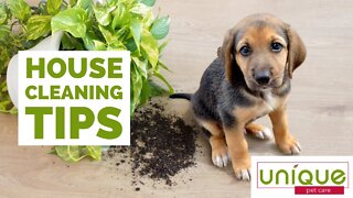 Best Dog Lover Secrets for a Clean House