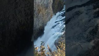 Yellowstone's Lower Falls