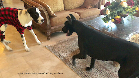 Great Dane Can't Wait To Model Her Own Buffalo Plaid Target XL Pet PJs