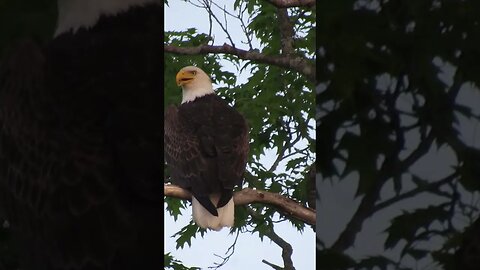 a bald eagle in an oak tree
