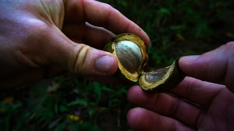 The World's Best Nut Milk! Hickory Nut Foraging and recipe. Bushcraft camping tea