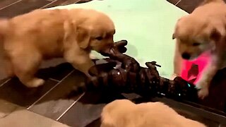 Brilliant Golden Retriever Pups Assaults on a Dinosaur Toy