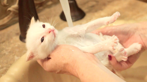 Siamese Kittens Love Bathtime