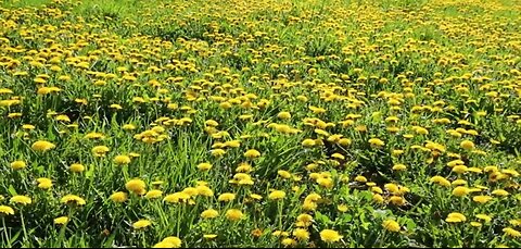 How to Make Dandelion Coffee at Home