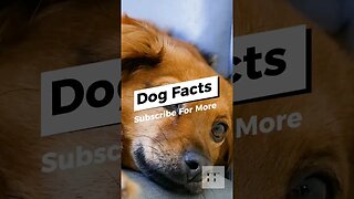 Dog Facts - I Bet You Don't Know 🐶😜😉 #dogs #doglovers #dogfacts #dogsofinstagram #dogshorts #shorts