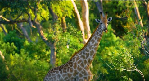 Giraffe Staring at Photographer