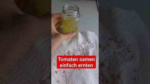 einfachste Methode zum Tomaten Saatgut ernten