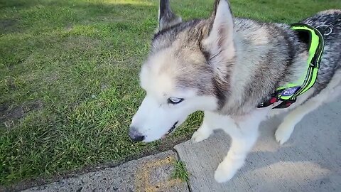 Pupper Shadow Post Staple Removal Update 2