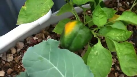 Greenhouse aquaponics tour fish bluegill catfish tomato okra pumpkin