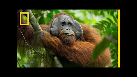 A Rare Look at the Secret Life of Orangutans | Short Film Showcase National Geographic
