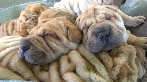 Shar Pei puppies reenact the Ride of the Valkyries