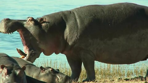 A hippopotamus likes to open his mouth when he is angry