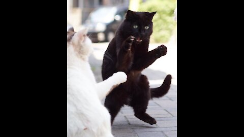 Angry Cat vs the Vet