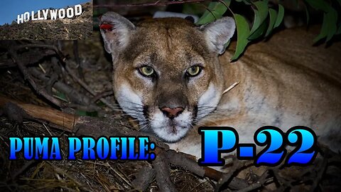 A Profile of P-22 The Griffith Park Cougar
