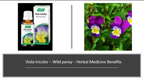 Viola tricolor - Wild Pansy - Heartease Herbal Medcine Benefits