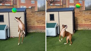 Jumping Dog Gets Awesome New Form Of Entertainment