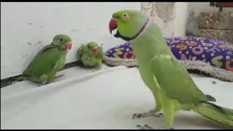 MY | TALKING PARROT | PLAYING WITH BABY PARROTS