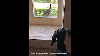 Great Dane is Shocked to see a Turkey in the Window