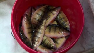 MidWest Outdoors TV Show #1663 - Big Stone Lake Perch on the border of South Dakota / Minnesota