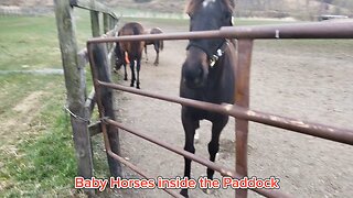 BABY HORSES 8 MOTHS OLD