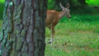 Deer in North Georgia