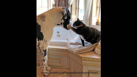 Funny Cat Gives Great Dane Kisses and Love Swats