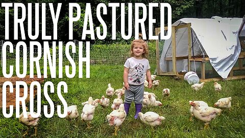 Pastured Cornish Cross Chickens Are Possible! Here's How!