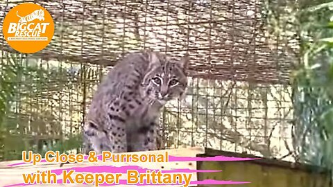 Big Cat Rescue LIVE Q&A with Brittany at Big Cat Rescue 01 03 2023