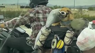 This dog was born to ride the open road