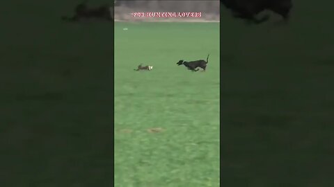 OMG 😱 unbelievable Hare 🐇 with high speed chasing from two Greyhounds Dogs 🐕 Galgos y liebres