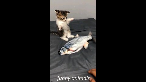 Best of funny cats compilation 2023
