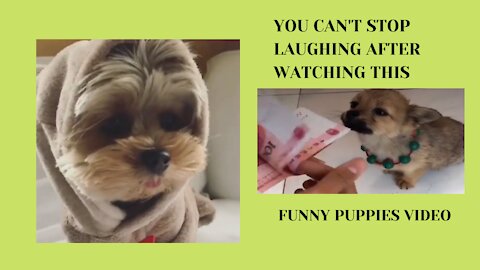 Cute funny puppies compilation...