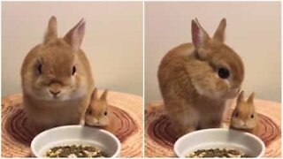 Bunny munches on meal next to his miniature toy