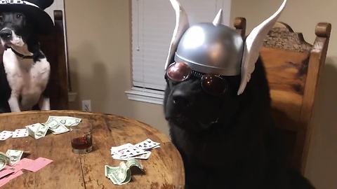 Dogs enjoy poker night in Texas