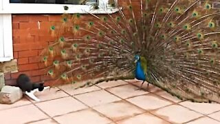 Cat loves playing with peacock's feathers