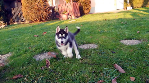 Husky puppy is having way too much fun exploring the yard