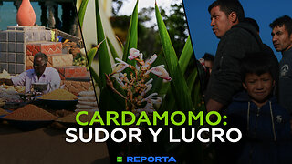 Cardamomo: Sudor y lucro