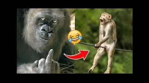 Laugh a lot with the funniest moments of apes and monkeys ,pet island.