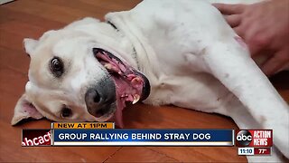 Group rallies behind stray dogs