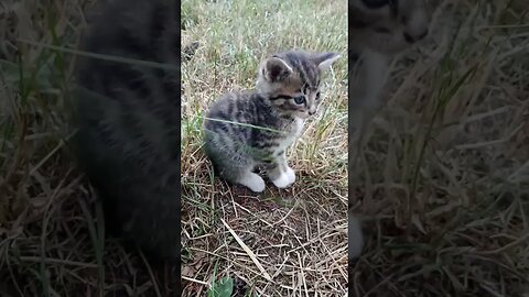 Uncle Killer Steals A Kitten