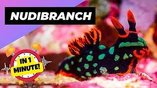 Nudibranch - In 1 Minute! 🌊 One Of The Most Beautiful Sea Creatures | 1 Minute Animals