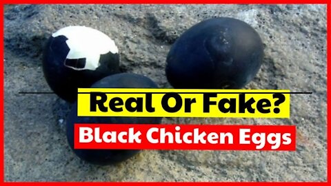 Black Chicken Eggs Is It Real Or Fake Find The Facts Here