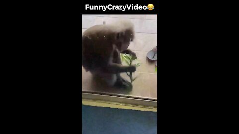 Mr FunnyCrazyVideo😂 Just Incredible Video Funny and Crazy #Like Follow for Follow 🥰