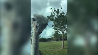 "Adorable Ostrich Trying To Eat A Window"