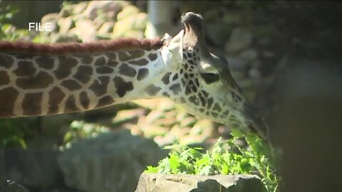 Cleveland Metroparks Zoo, Kalahari Resorts make masks mandatory for guests