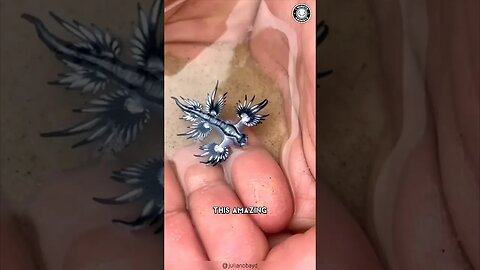 Blue Sea Dragon ⚠️ Do NOT Touch This Creature!