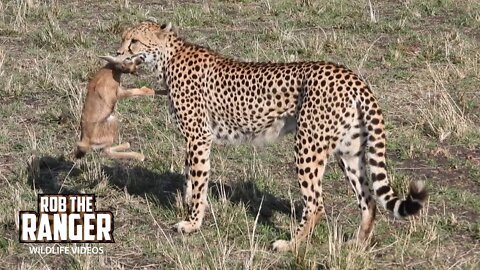 Cheetah Catches And Eats A Gazelle Fawn | Maasai Mara Safari | Zebra Plains