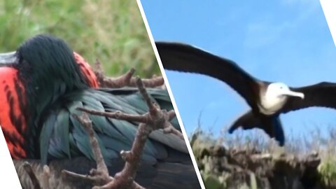 Fregate du Pacifique (Fregata minor ridgwayi) Great Frigatebird like