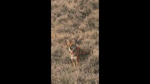 Hunting Coyotes #shorts #dog #animals #hunter #168