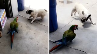 Excited French Bulldog Plays With Parrot Best Friend